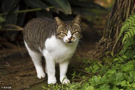 野猫进家什么意思|家里总进野猫怎么办？